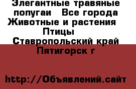 Элегантные травяные попугаи - Все города Животные и растения » Птицы   . Ставропольский край,Пятигорск г.